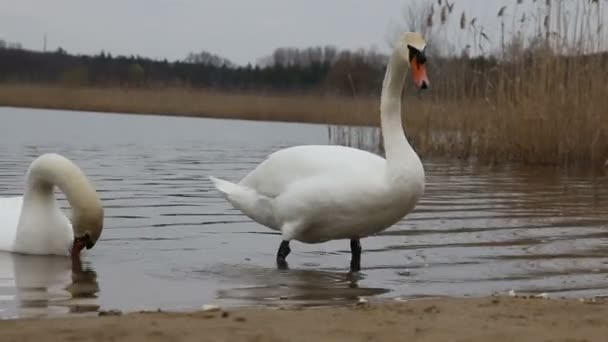 湖岸上的一对白天鹅 — 图库视频影像