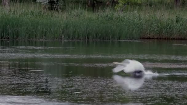 Cisne Volador Lago — Vídeo de stock