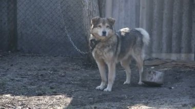 Melez köpek demir bir zincirle ağaca bağlanmış.