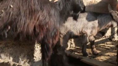  Tuğla duvardaki keçi ailesi