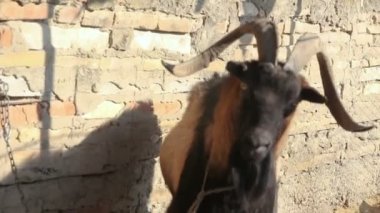 Duvarda büyük boynuzları olan kahverengi bir keçinin portresi.