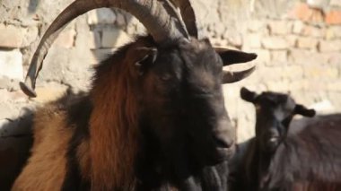 Duvarda büyük boynuzları olan bir keçinin portresi..