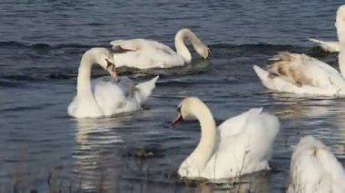  Sahilden bir kuğu ailesi ekmek parçalarıyla beslenir.
