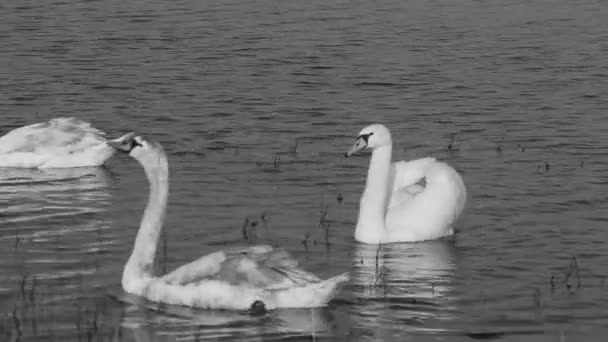 Сім Лебедів Годують Берега Хлібом Чорно Білому — стокове відео