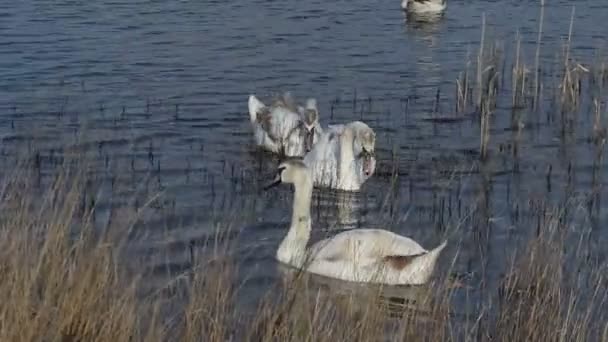 Verschillende Jonge Zwanen Een Overwoekerd Meer — Stockvideo