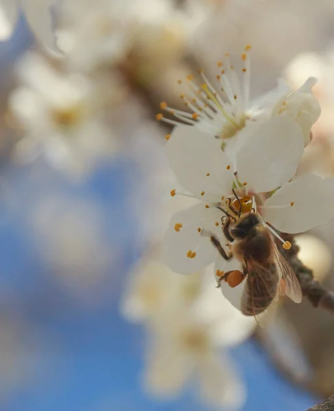 Gren Med Våren Vacker Blommande Vita Blommor Och Ett Suddig — Stockfoto