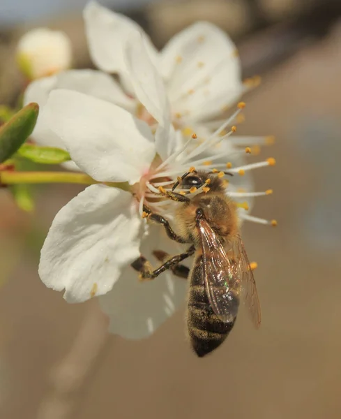 Gren Med Våren Blommande Blommor Och Närbild — Stockfoto