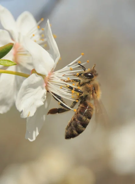 Gren Med Våren Blommande Vita Blommor Och Närbild — Stockfoto