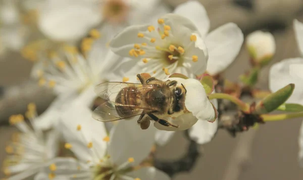 Gren Med Våren Blommor Och Närbild — Stockfoto