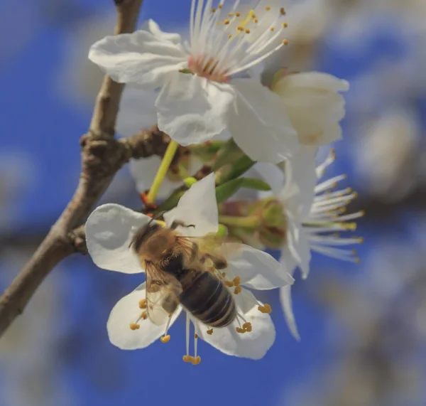 White Blooming Flowers Bee Branch Sky — Stock Photo, Image