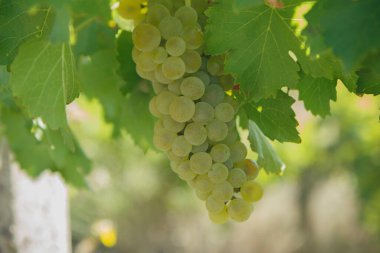 Yapraklı olgun üzümler.