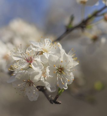 Güzel bir arka planda bahar beyaz çiçekleri olan bir dal..