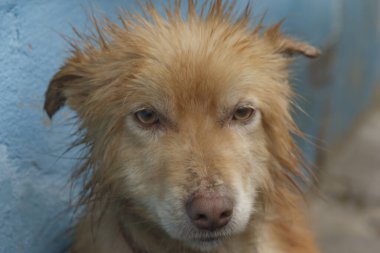 Islak kafalı bir köpeğin portresi..