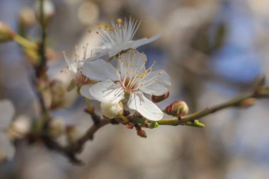Bir dalda beyaz ilkbahar çiçeği.