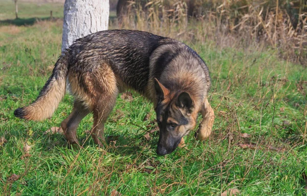 dog shepherd sniffing grass against the background of autumn lake reeds.