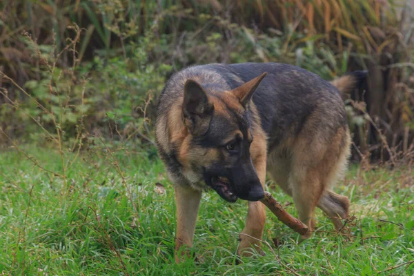 Pies Pasterz Kijem Zębach Zielonej Trawie — Zdjęcie stockowe