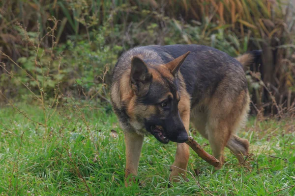 Hond Herder Met Een Stok Tussen Zijn Tanden Groen Gras — Stockfoto