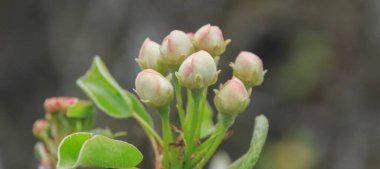  Elma güzel bahar tomurcukları yakın.