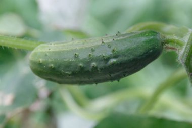 Bahçede salatalık yetiştiriyorum.