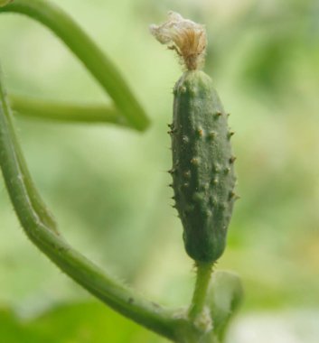 Sebze bahçesinde küçük bir salatalık yetiştiriyorum..