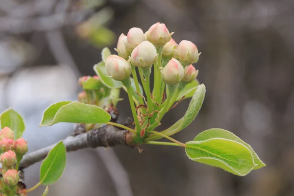 Elma tomurcuklu dal.