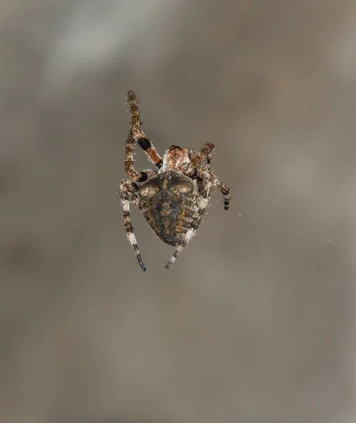 Araña Colgante Con Una Cruz Espalda — Foto de Stock