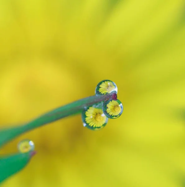 Žlutá Pampeliška Odrážela Třech Kapkách Rosy Zblízka — Stock fotografie