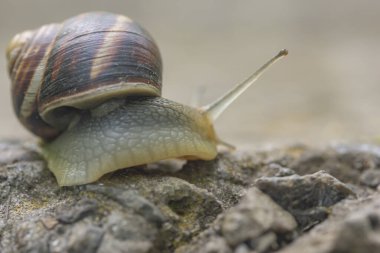 Salyangozun kabuğu kayaların kenarından görünüyor..