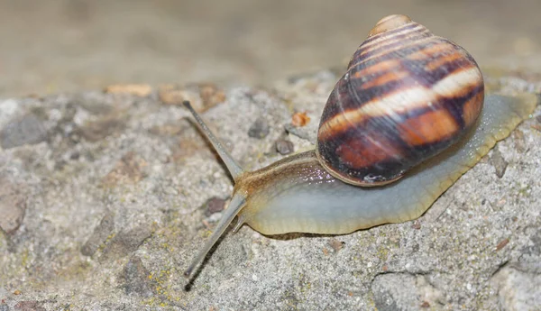 Snail Shell Crawling Concrete — Stock Photo, Image