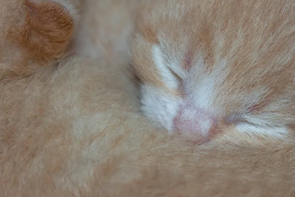 Primer Plano Cabeza Dormir Lindo Recién Nacido Jengibre Gatito Hermano —  Fotos de Stock