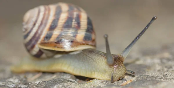 Crawling Snail Shell Blurred Background Close — Stock Photo, Image