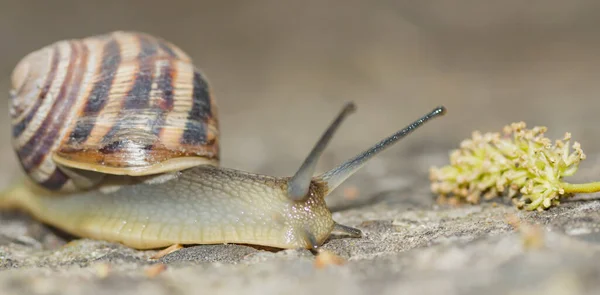 Crawling Snail Shell Concrete Blurred Background Close — Stock Photo, Image