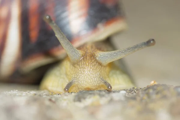 Retrato Primer Plano Caracol Rastrero — Foto de Stock