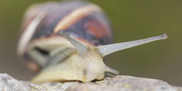 Retrato Frontal Caracol Arrastrándose Sobre Hormigón Sobre Fondo Verde — Foto de Stock