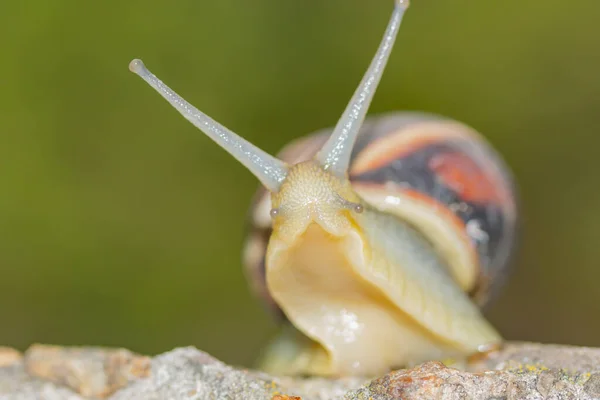 Portrait Crawling Snail Concrete Raised Head Green Background — Stock Photo, Image