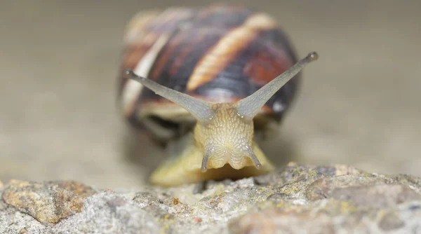 Front Portrait Crawling Snail Concrete — Stock Photo, Image