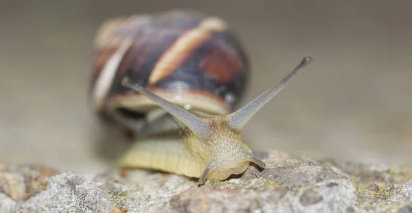 Portrait Creeping Snail Shell Concrete — Stock Photo, Image