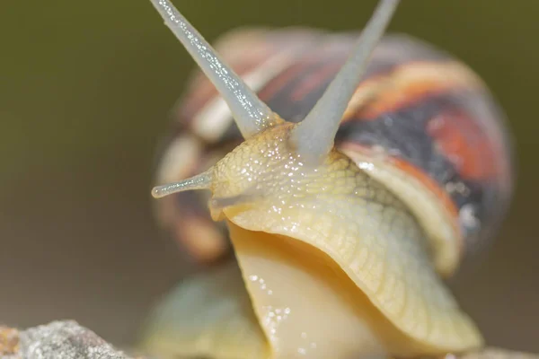 Retrato Lateral Caracol Con Una Concha Sobre Una Piedra Sobre — Foto de Stock