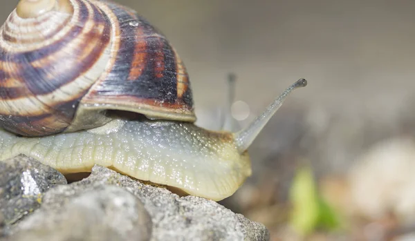 Caracol Con Una Concha Una Piedra Mira Distancia Vista Lateral — Foto de Stock