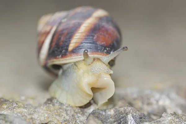 Lumaca Con Guscio Pietre Affilate — Foto Stock