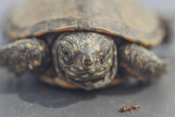 Retrato Una Tortuga Muy Pequeña Cerca Una Hormiga — Foto de Stock