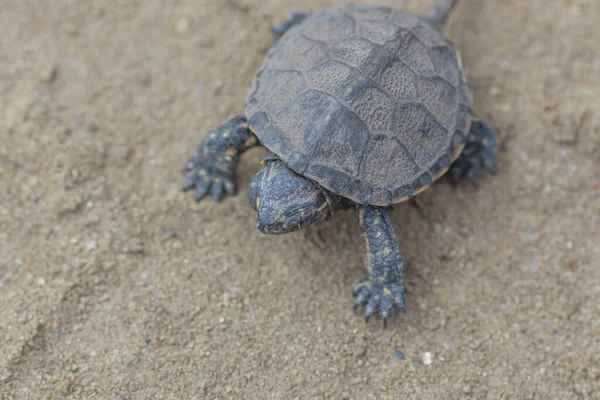 Una Tortuga Muy Pequeña Caminando Sobre Arena — Foto de Stock