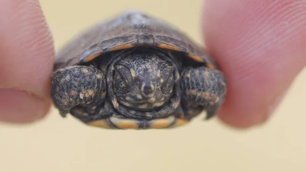 Tortuga Muy Pequeña Cerca Entre Los Dedos — Foto de Stock