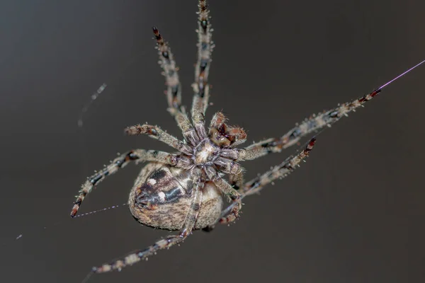 Aranha Pendurada Uma Visão Inferior Web Fundo Escuro — Fotografia de Stock