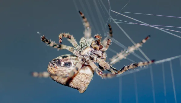 Αράχνη Αναρρίχηση Στο Web Close Ένα Μπλε Φόντο — Φωτογραφία Αρχείου