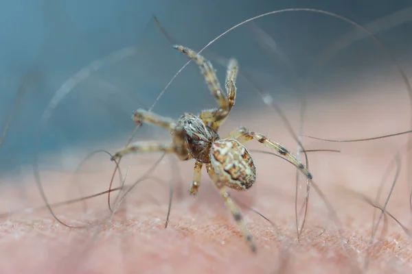 İnsan elinin derisindeki küçük kahverengi örümcek..