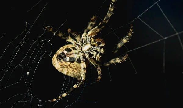 Aranha Uma Teia Close Fundo Preto — Fotografia de Stock