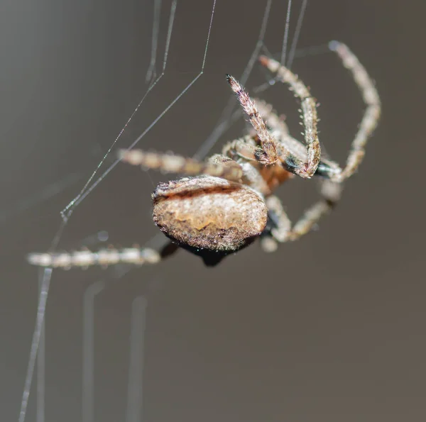 Aranha Uma Teia Fundo Cinza Escuro Vista Inferior — Fotografia de Stock