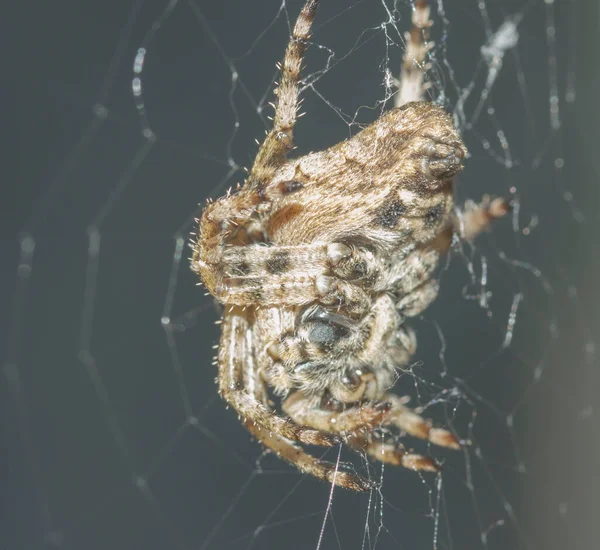 Spinne Netzkopf Nach Unten Seitenansicht Nahaufnahme Auf Grauem Hintergrund — Stockfoto