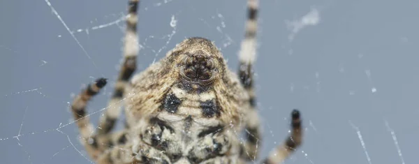 Parte Inferior Una Araña Primer Plano Tela Sobre Fondo Gris — Foto de Stock